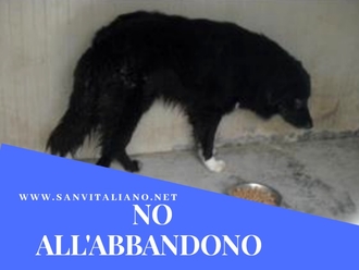 Altro cane senza nome abbandonato a San Vitaliano: da 6 anni chiuso in canile!