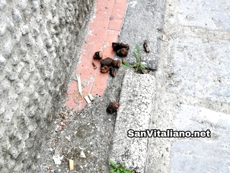 San Vitaliano, Via Petrarca zozza: padroni portatevi il sacchetto per i vostri cani!