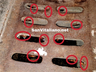 San Vitaliano, la segnalazione di blatte su Via Cancella: e da voi?