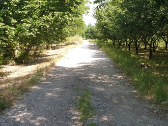 San Vitaliano, fare jogging tra i nocelleti di via Selva: 2,5 km di sport tra la bellezza della natura