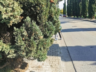 I Cipressi sui marciapiedi e le persone in strada: la via del Cimitero a San Vitaliano